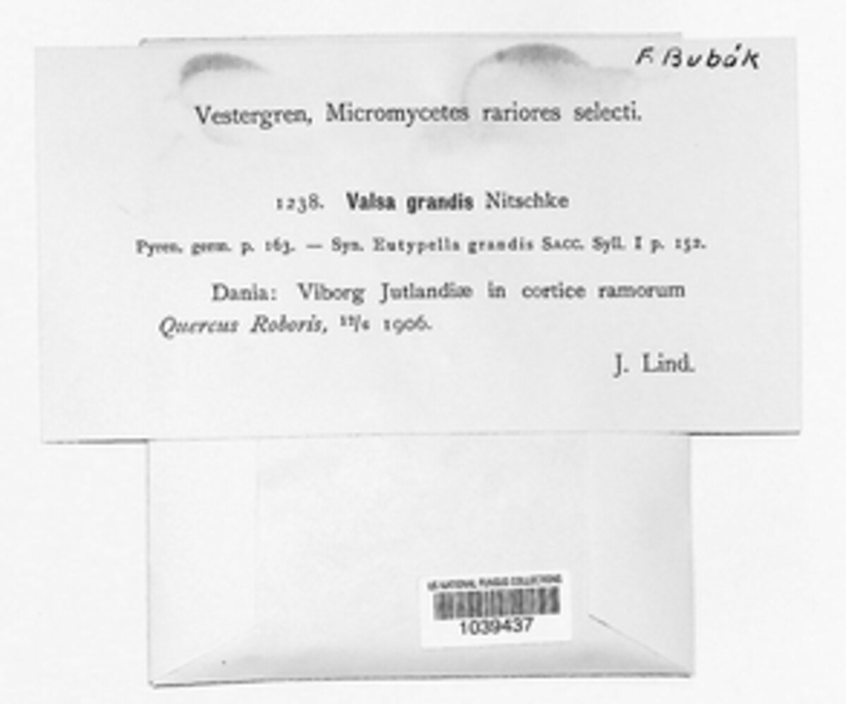 Eutypella grandis image